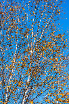 秋季蓝天白桦树