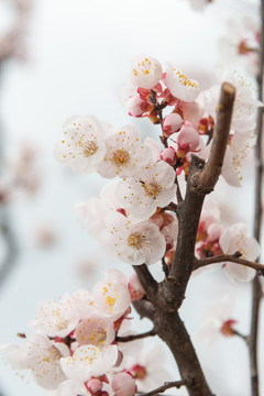 杏花