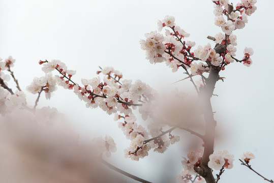 杏花
