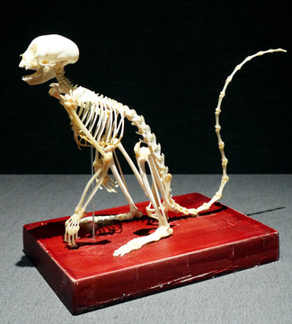 动物骨骼