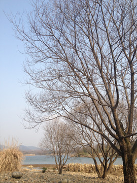 湖边光秃秃的树枝
