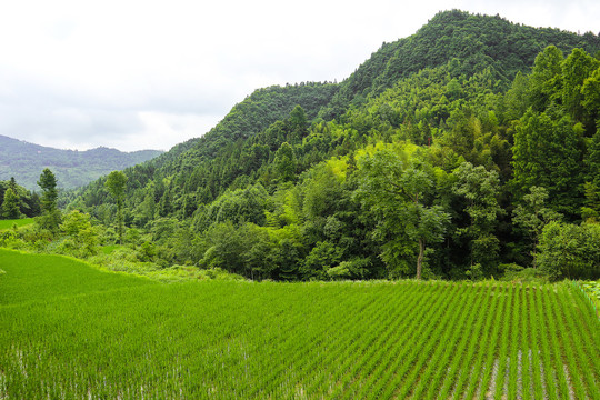 绿色水稻田风景