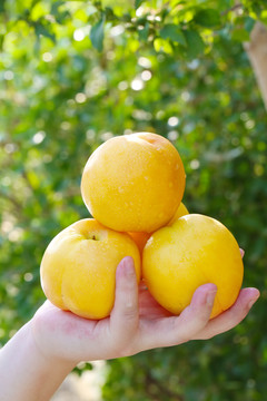 黄金油桃