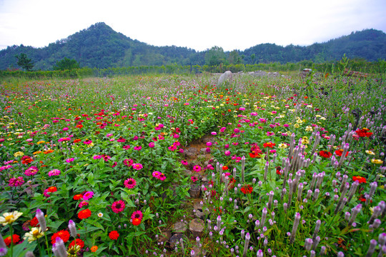 莲花玫瑰园G