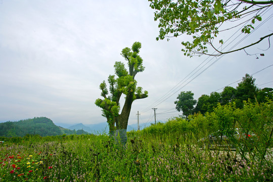 莲花玫瑰园L