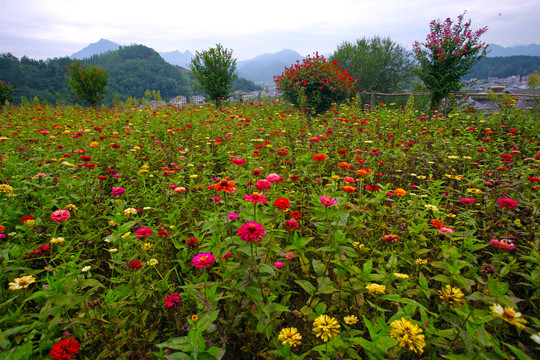 莲花玫瑰园R