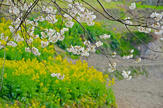 油菜花BA