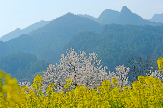 油菜花D