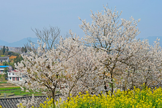 油菜花V