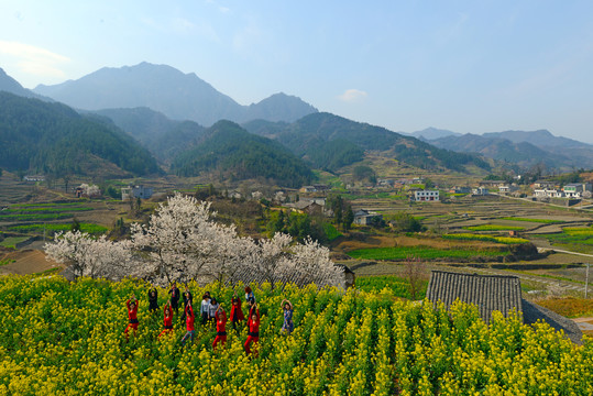 樱花油菜BB