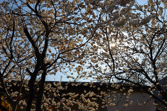 樱花油菜C