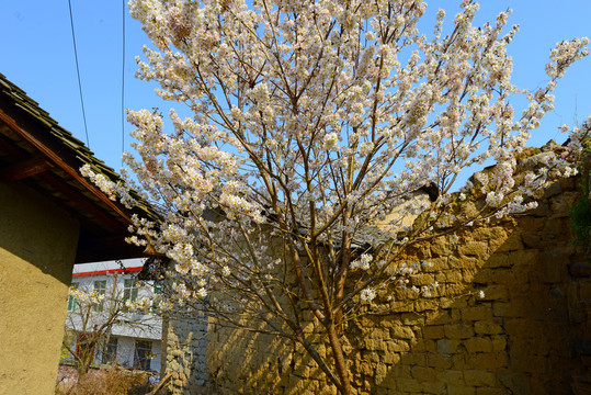 樱花油菜F
