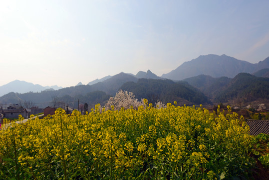 樱花油菜I