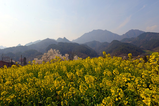 樱花油菜J