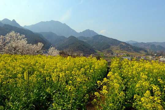 樱花油菜M