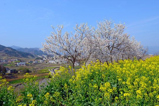 樱花油菜N