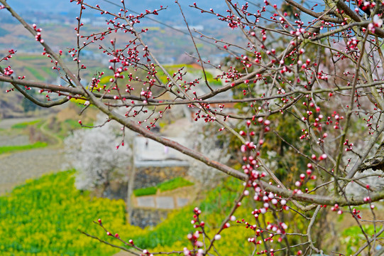 樱花BR