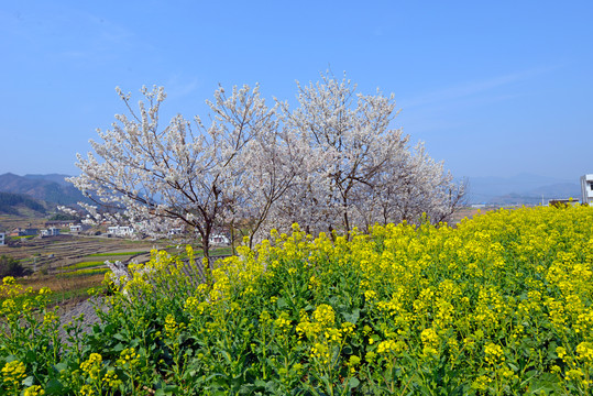 樱花油菜O
