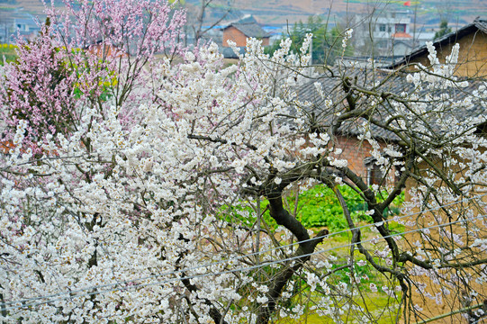 樱花BU