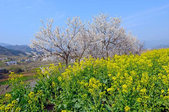 樱花油菜R