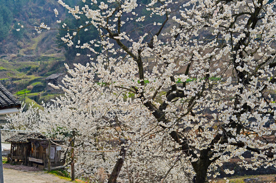 樱花CA