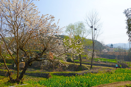 樱花油菜S