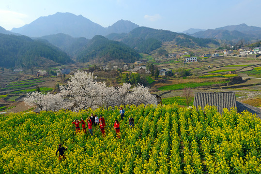 樱花油菜W