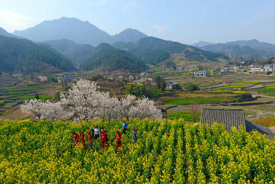 樱花油菜X