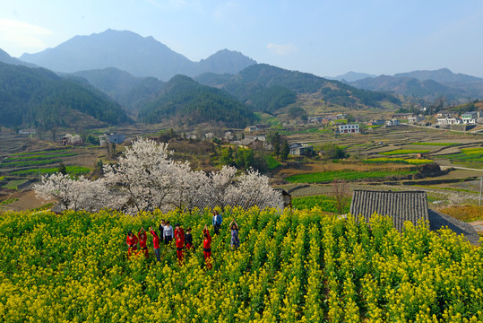 樱花油菜Y