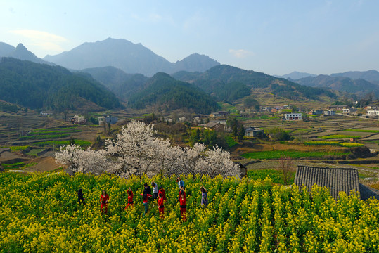 樱花油菜Z