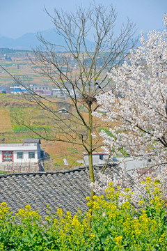 樱花N