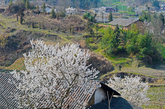 樱花R