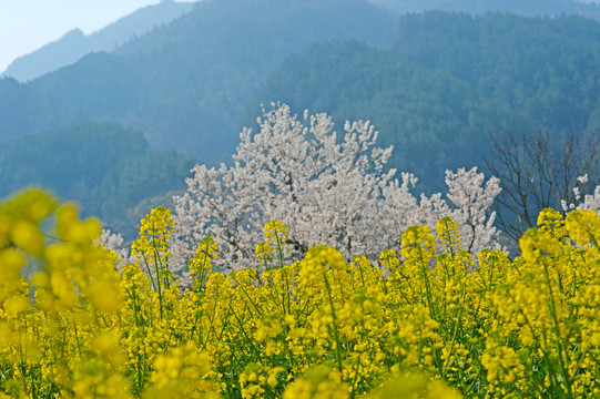 油菜花B