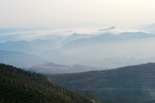 县河云雾DA