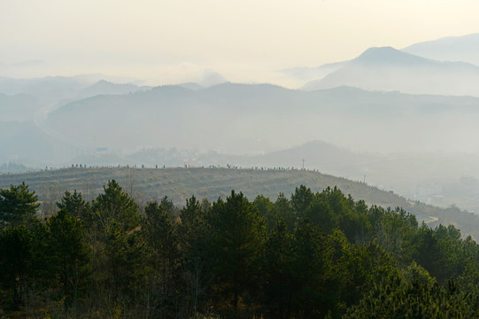 县河云雾EY