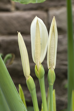 大野芋花与花蕾