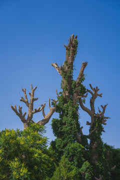 雷台景区的古树