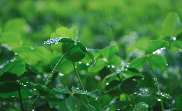 雨后的三叶草丛