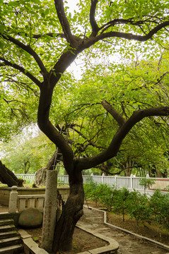 泉州开元寺的古桑树