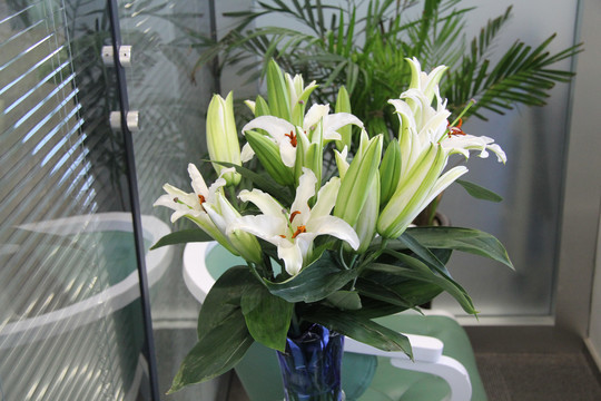 百合