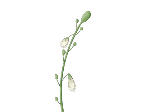 小清新质感条状植物白色花朵