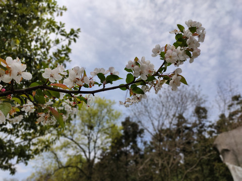 白梨花