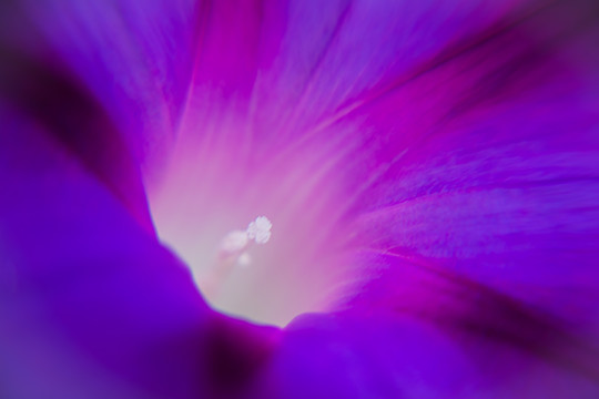 紫色牵牛花