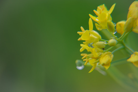 菜花和蜜蜂
