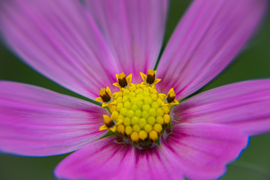 格桑花