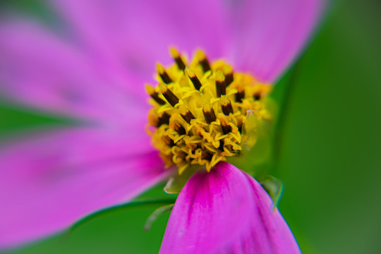 格桑花