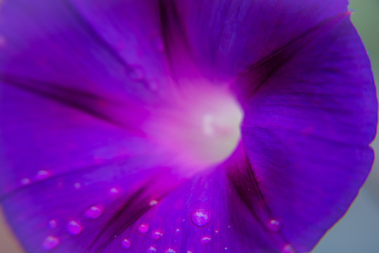 紫色牵牛花