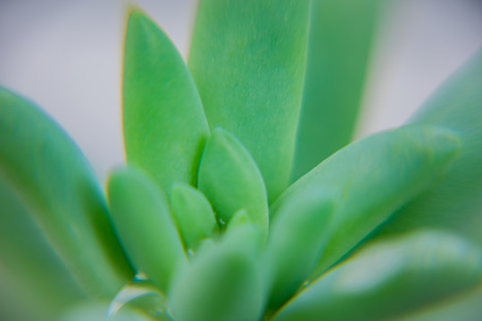 多肉植物