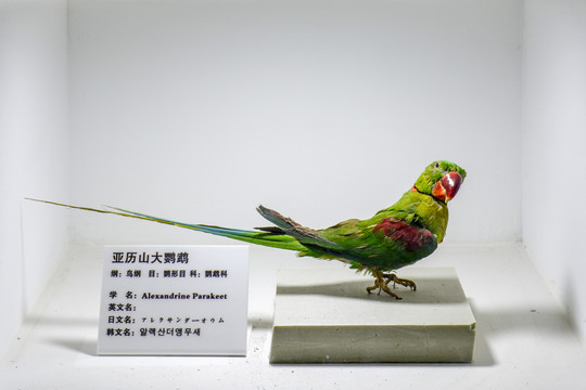 亚历山大鹦鹉