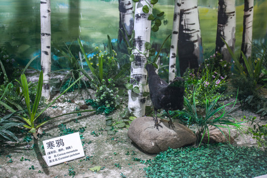 寒鸦